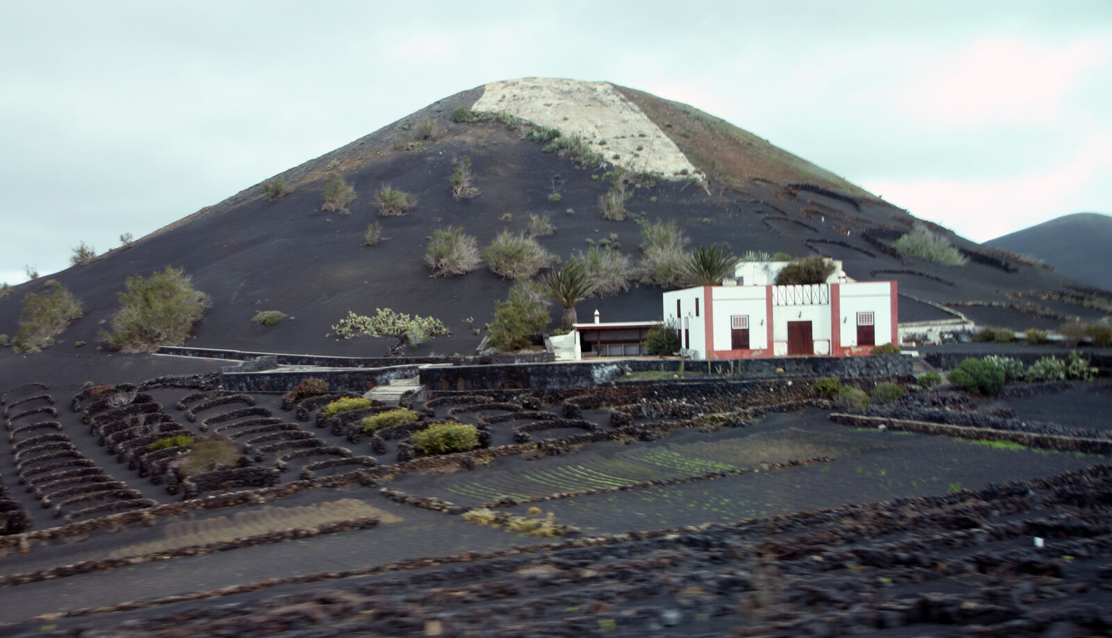 Volcanic ash vineyard pits in the La Geria protected landscape, Lanzarote