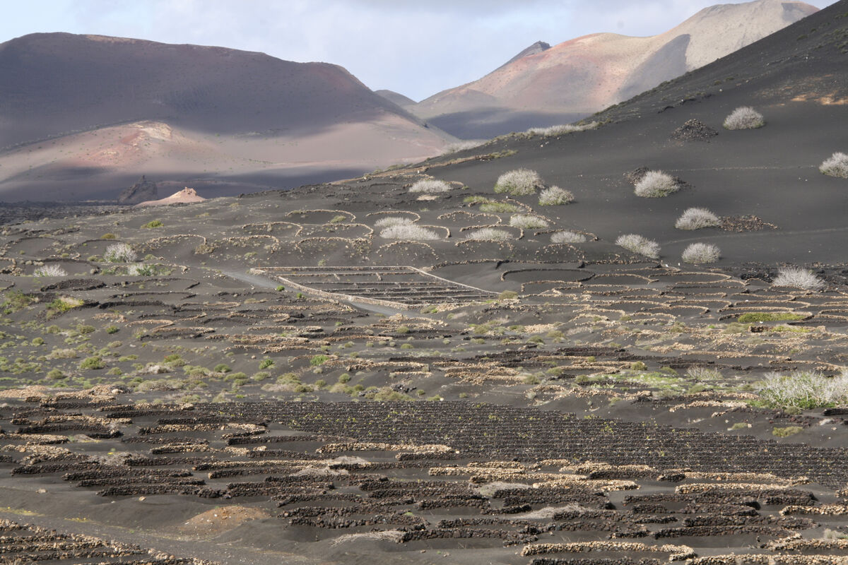 Mountain biking through La Geria volcanic vineyards in Lanzarote