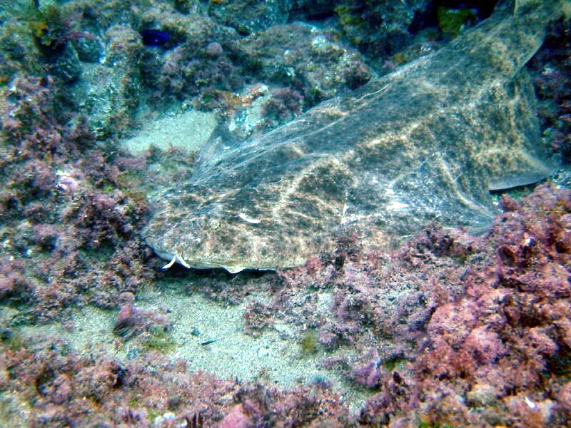 Angel shark (Squatina squatina) resting on sandy sea floor off Lanzarote, Canary Islands