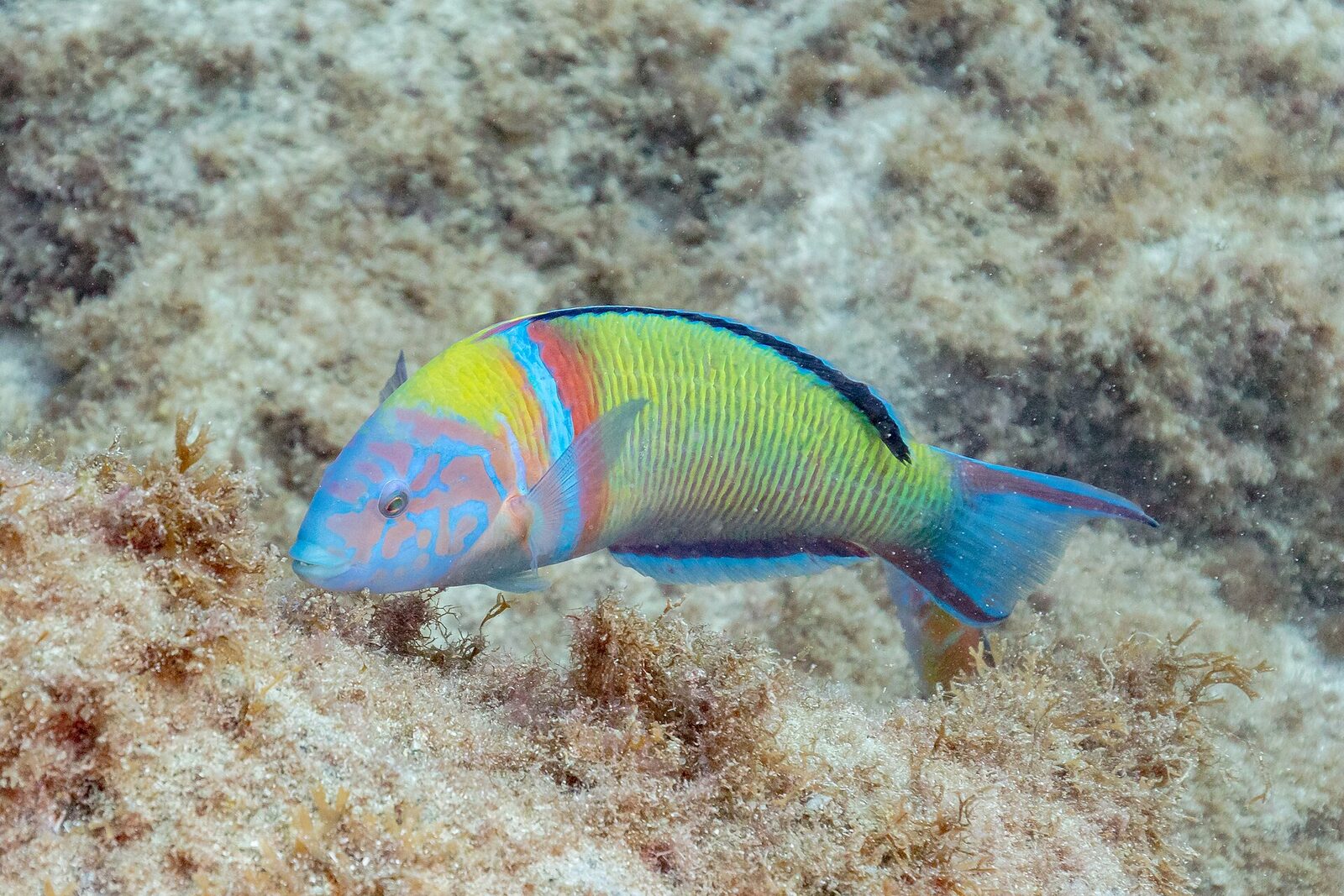 An ornate wrasse (pez verde) on a volcanic reef in the Canary Islands, a common sight when snorkelling in Lanzarote