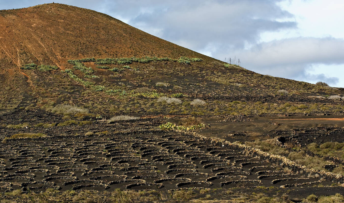 La Geria zoco vineyards on volcanic ash, Lanzarote, on the Vuelta Stage 2 route